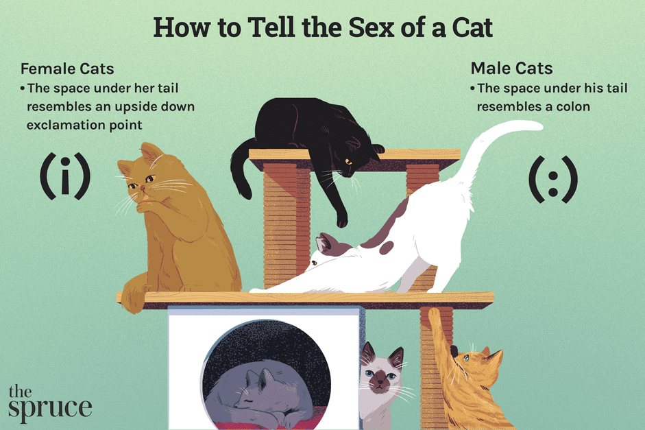 Hur kan jag se könet på en katt?