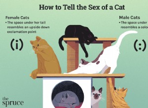 고양이의 성별을 어떻게 알 수 있습니까?