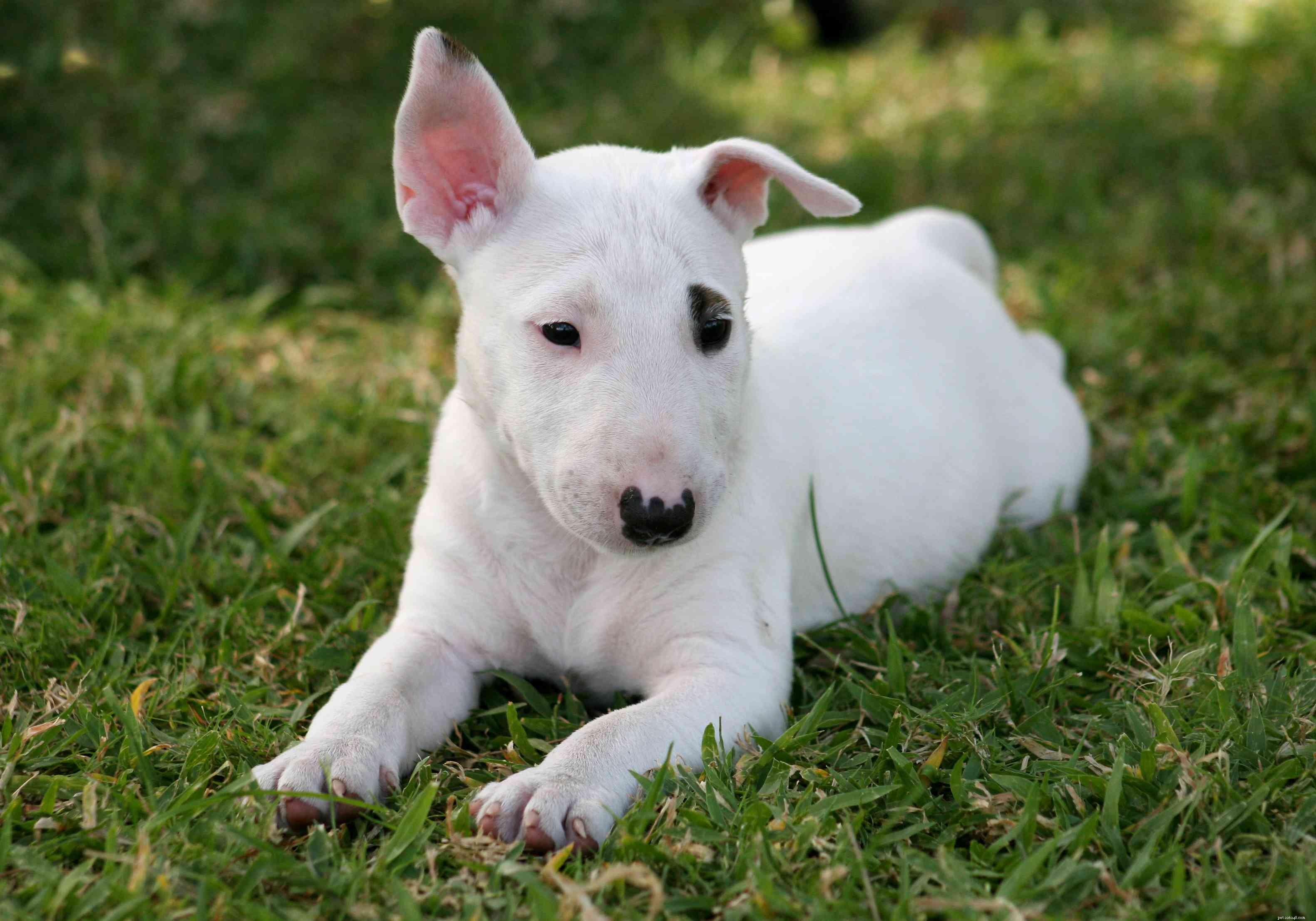 Bull Terrier Miniatura (MBT):Características e cuidados da raça do cão