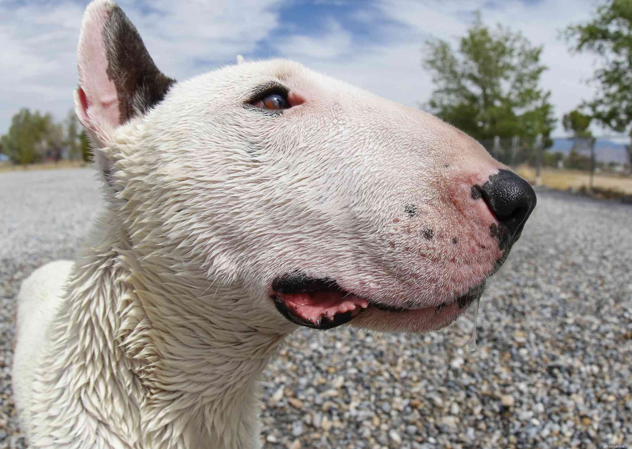 Miniature Bull Terrier (MBT):kenmerken en verzorging van hondenrassen