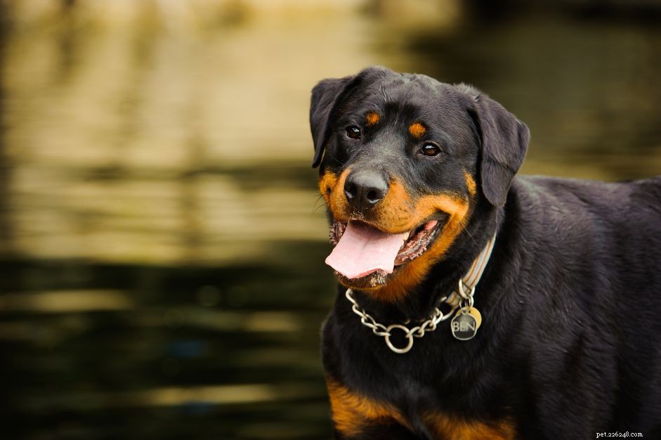 Rottweiler (Rottie):caratteristiche e cure della razza canina