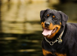 Ротвейлер (Rottie):характеристики породы собак и уход за ними