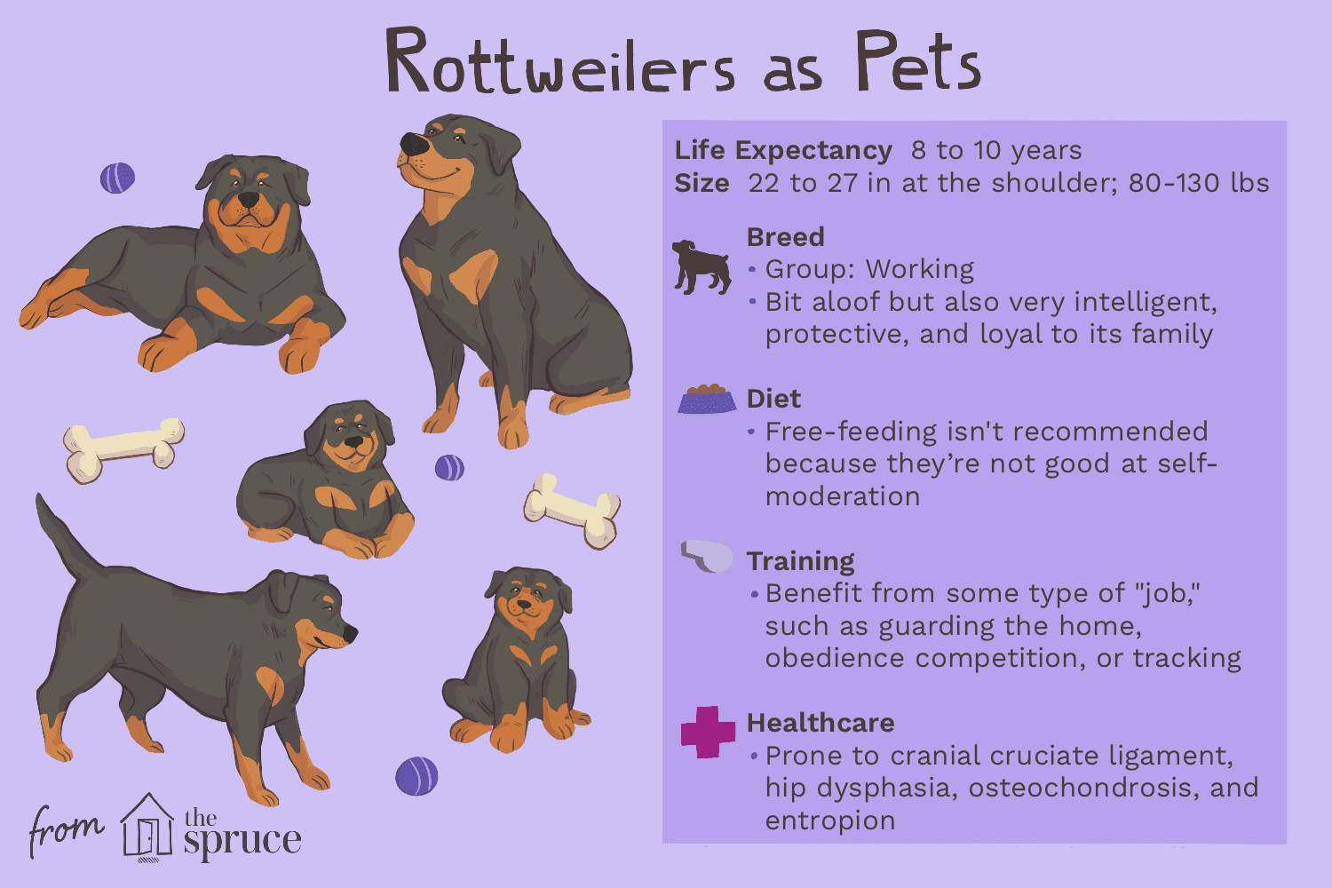 Rottweiler (Rottie) :caractéristiques et soins de la race de chien