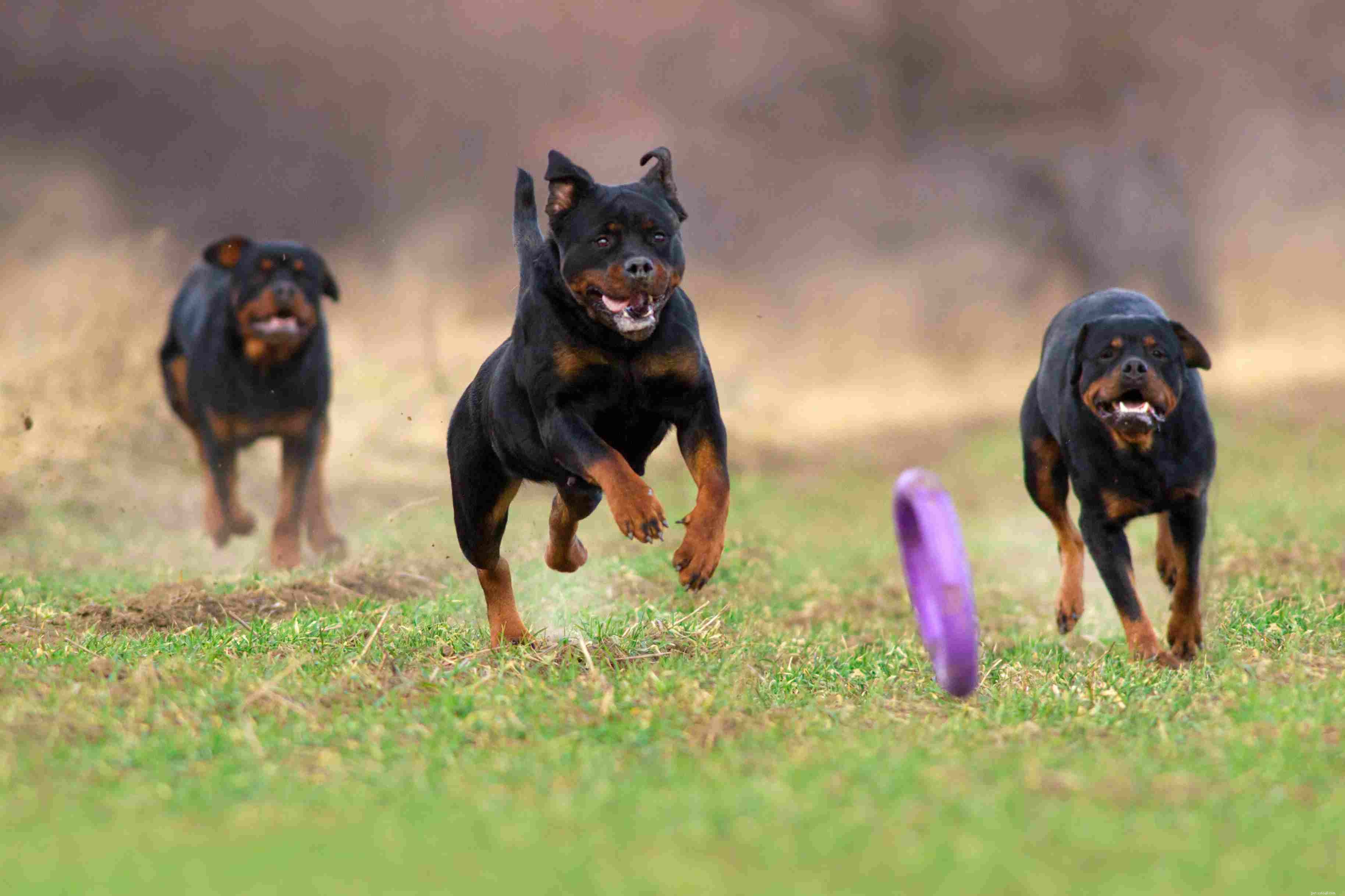 Rottweiler (Rottie):características e cuidados da raça do cão