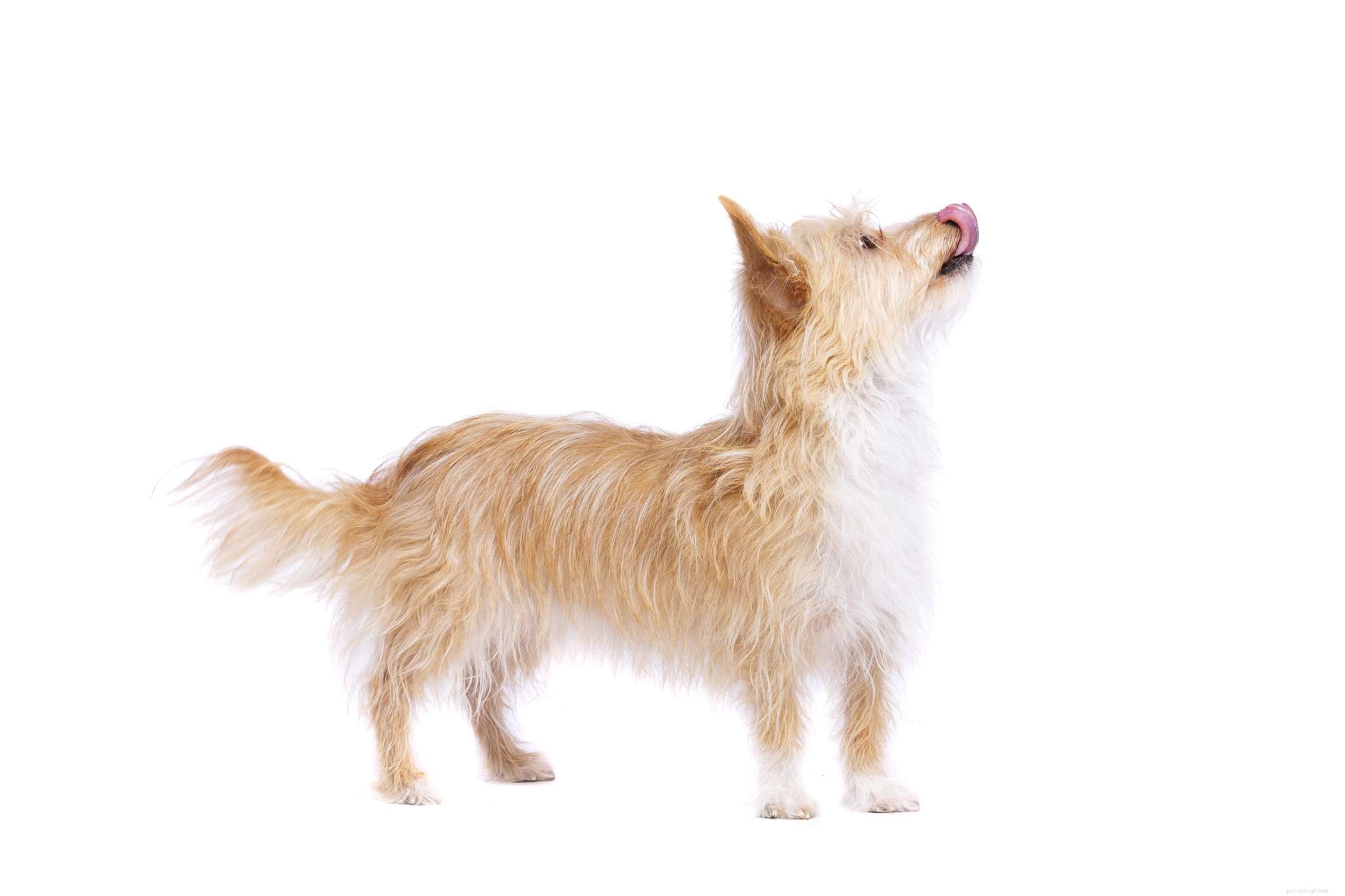 Podengo Pequeno portugais :caractéristiques et soins de la race de chien