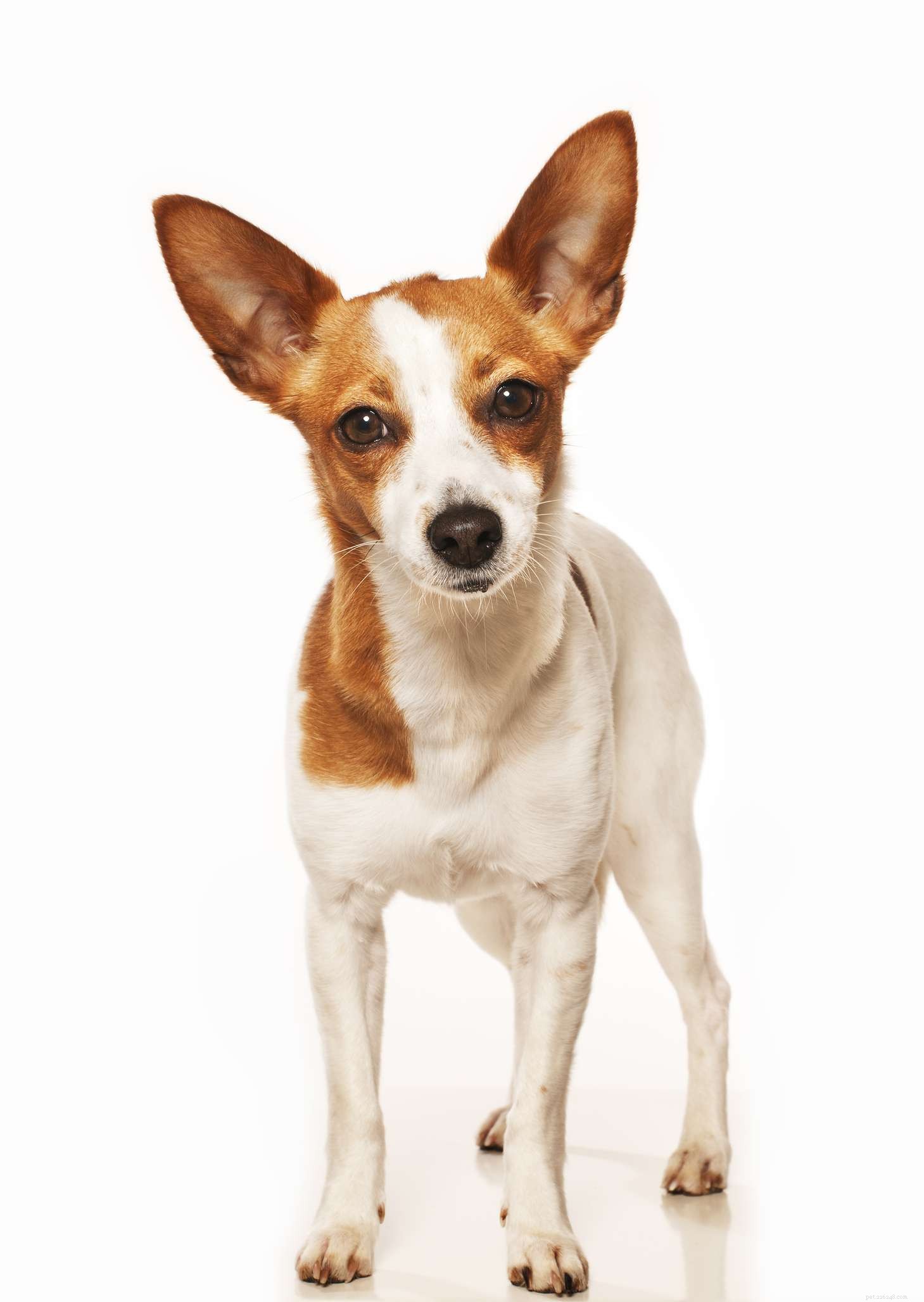 Podengo Pequeno portoghese:caratteristiche e cure della razza canina