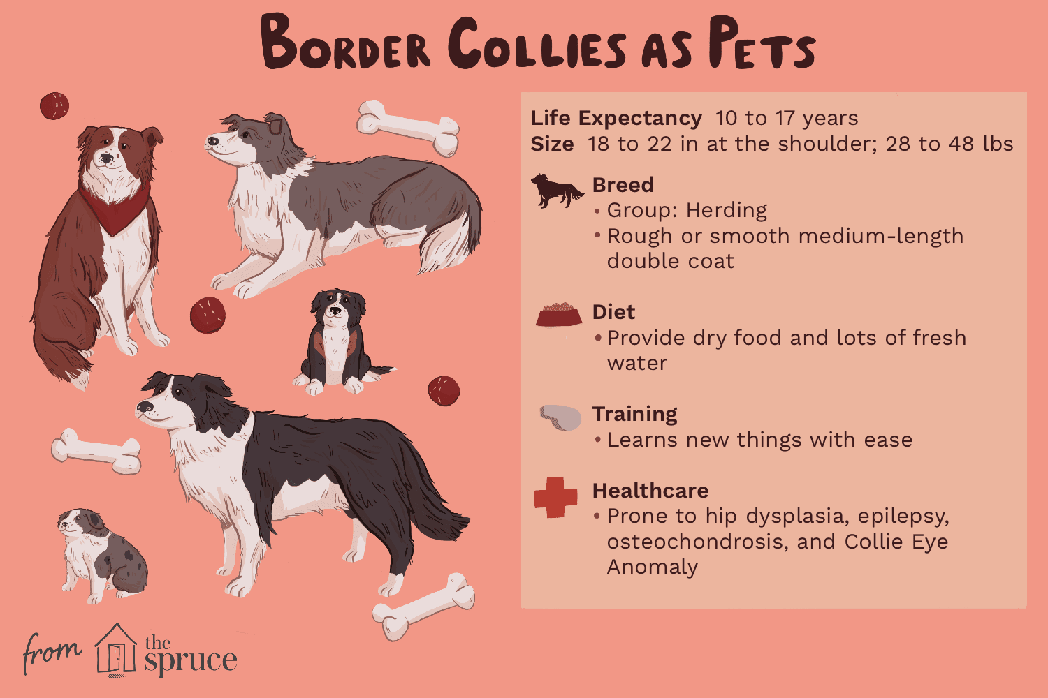 Border Collie:caratteristiche e cure della razza canina