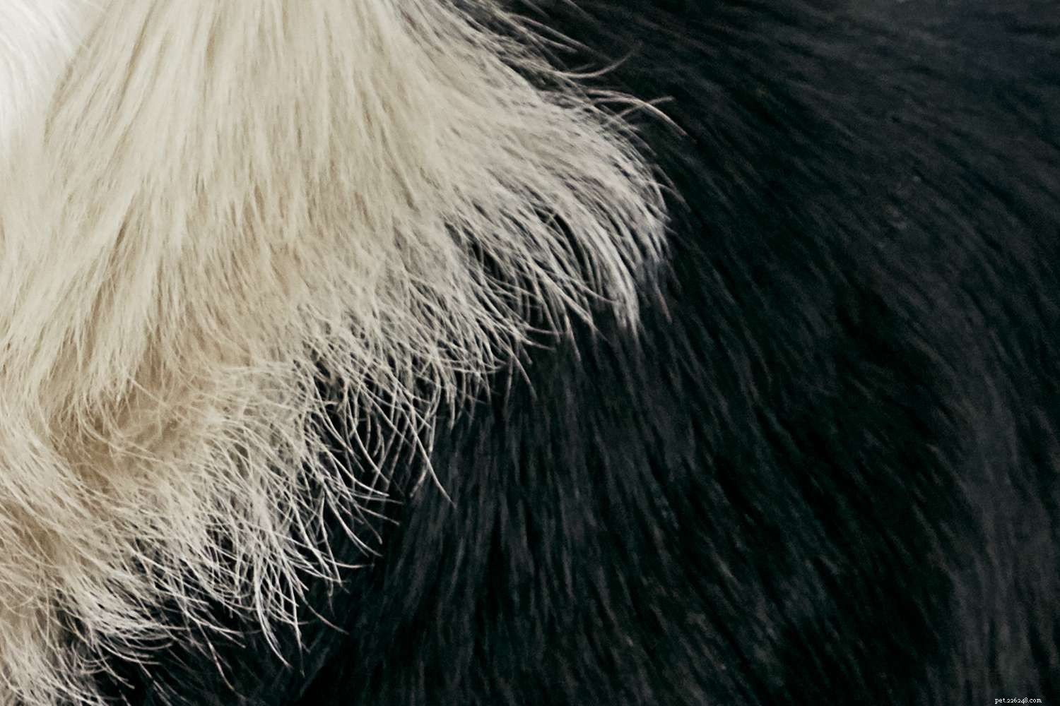 Бордер-колли:характеристики породы собак и уход за ними
