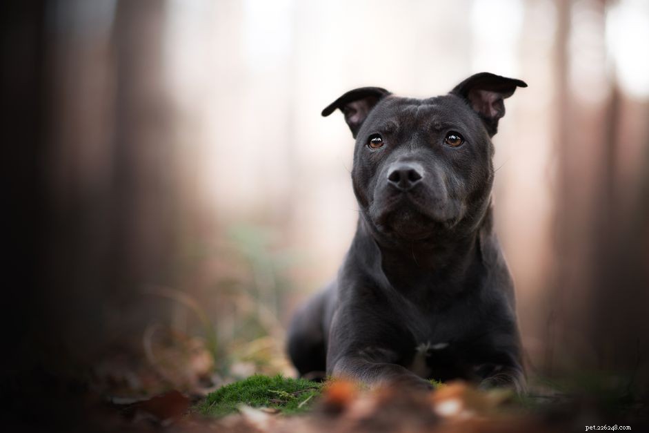 Staffordshire Bull Terrier (Stafford):Hundrasegenskaper och skötsel