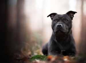 Стаффордширский бультерьер (Стаффорд):характеристики породы собак и уход за ними