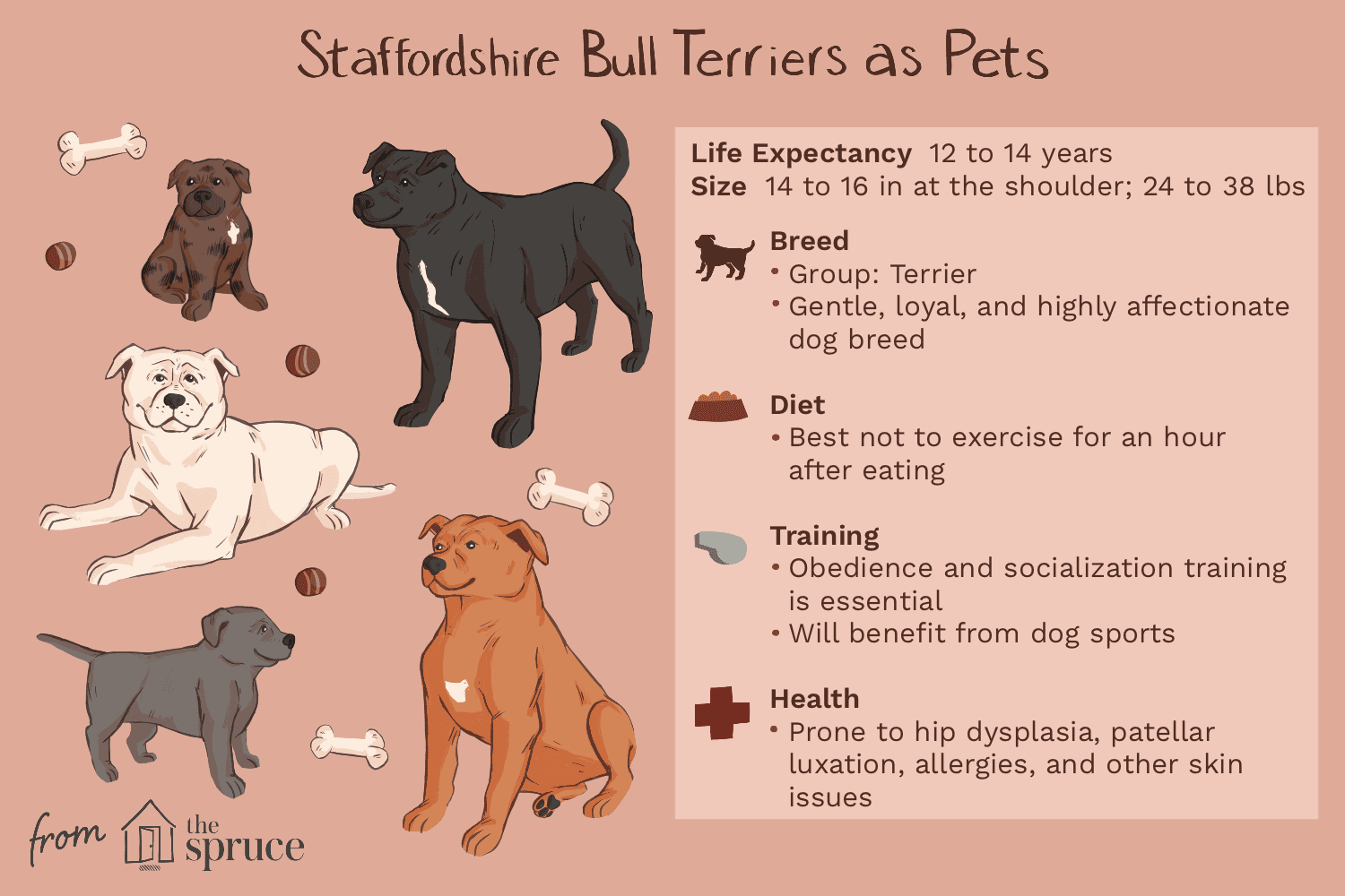 スタッフォードシャーブルテリア（スタッフォード）：犬の品種の特徴とケア 