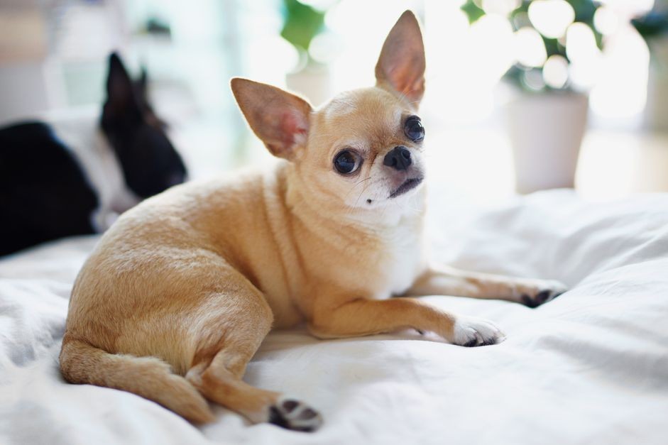 Chihuahua:kenmerken en verzorging van hondenrassen