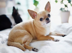 치와와:개 품종 특성 및 관리