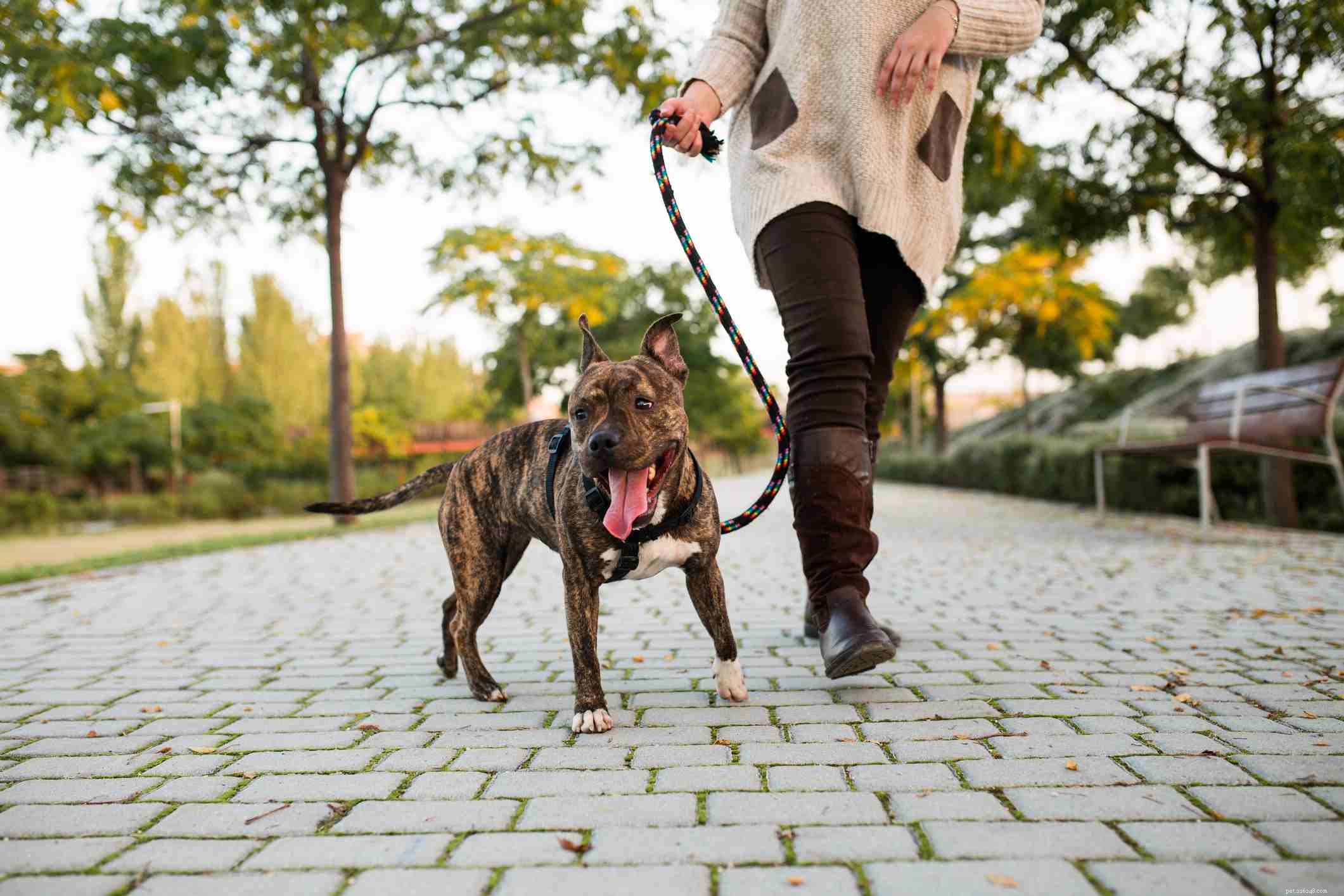 Staffordshire Bull Terrier (Stafford):caratteristiche e cura della razza canina