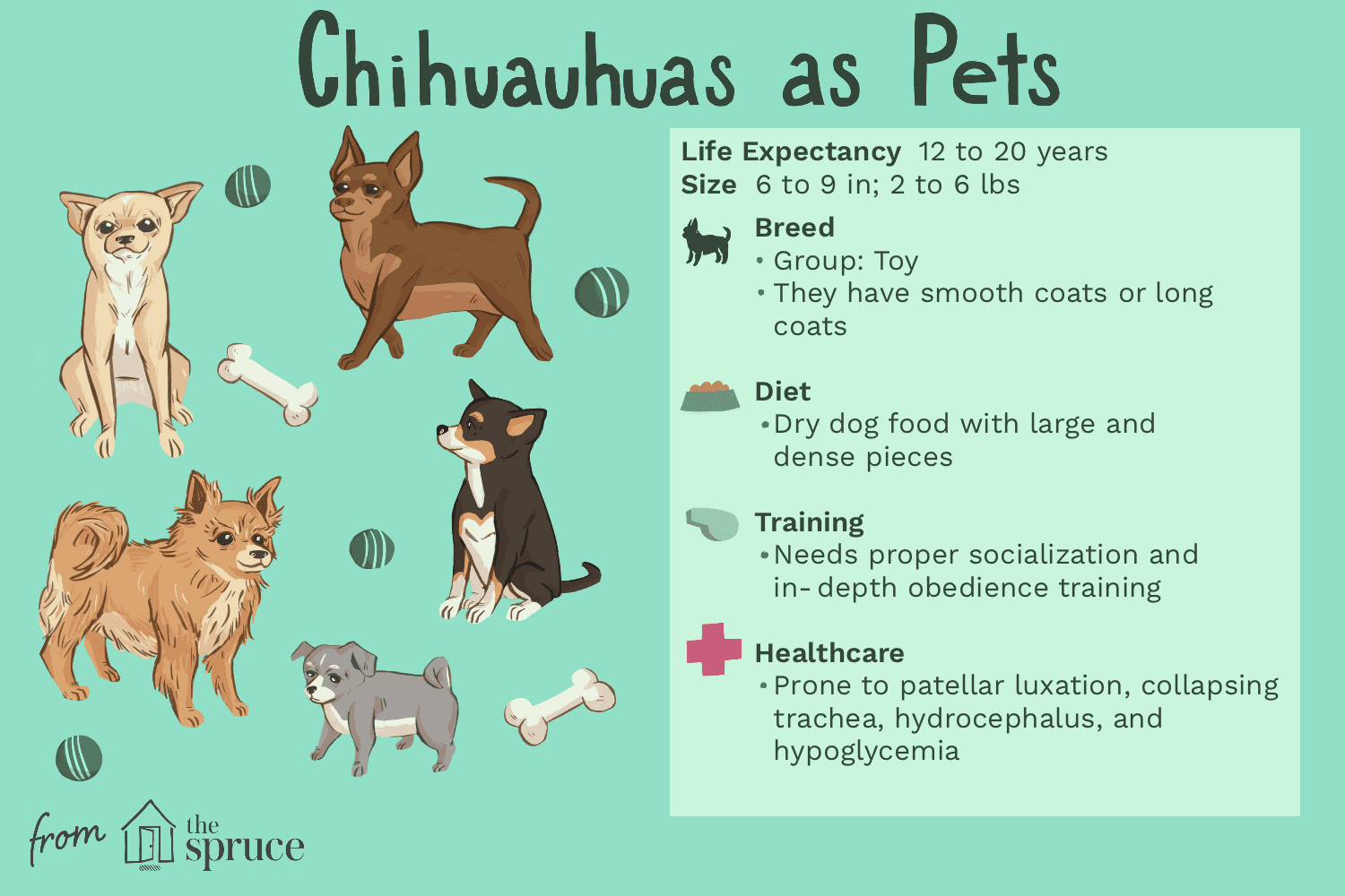 Чихуахуа:характеристики породы собак и уход