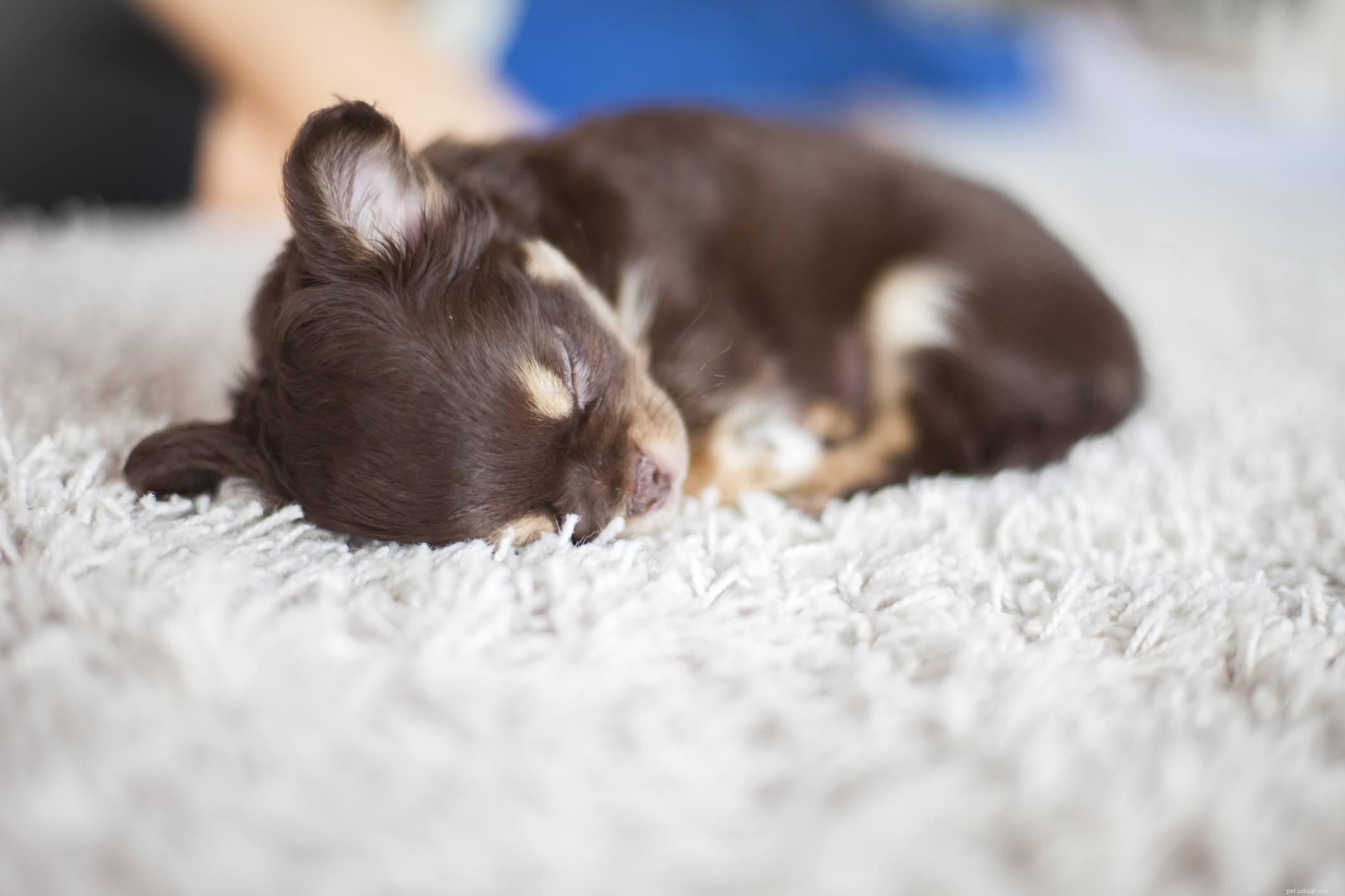 Chihuahua:caratteristiche e cure della razza canina