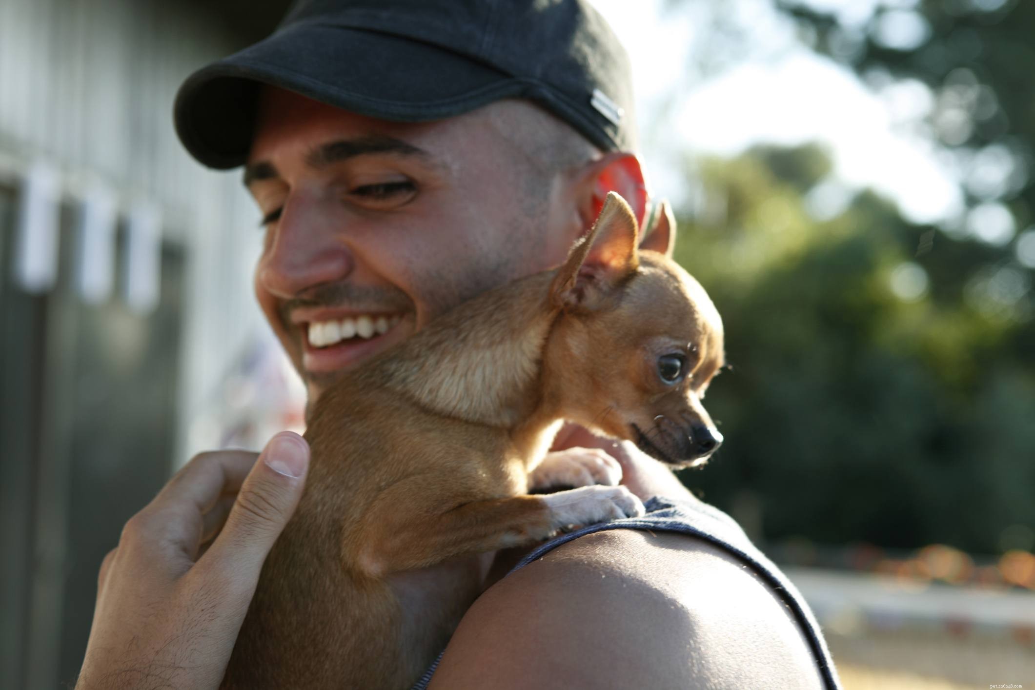 Chihuahua :caractéristiques et soins des races de chiens