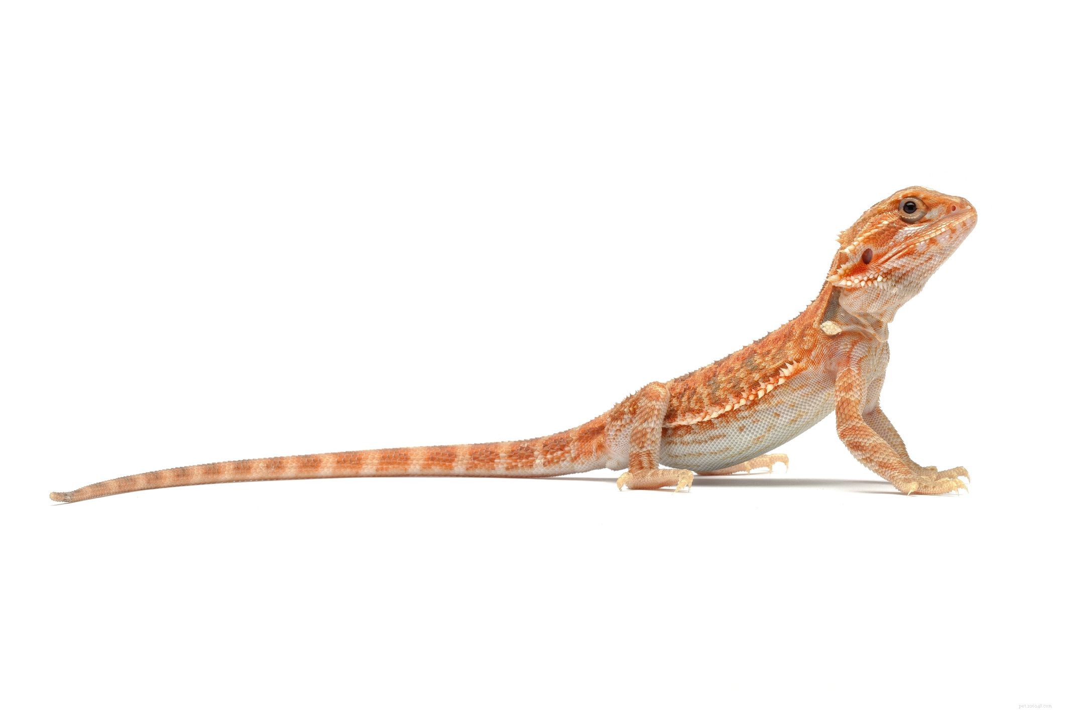 11 tipi di morph del drago barbuto