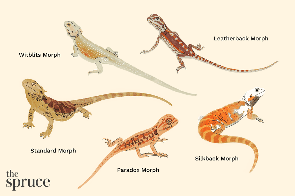 11 soorten baardagaam-morphs