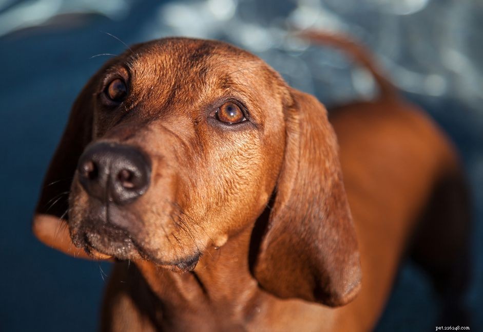 Redbone Coonhound：Dog Breed Features＆Care