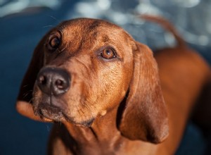Redbone Coonhound:개 품종 특성 및 관리 