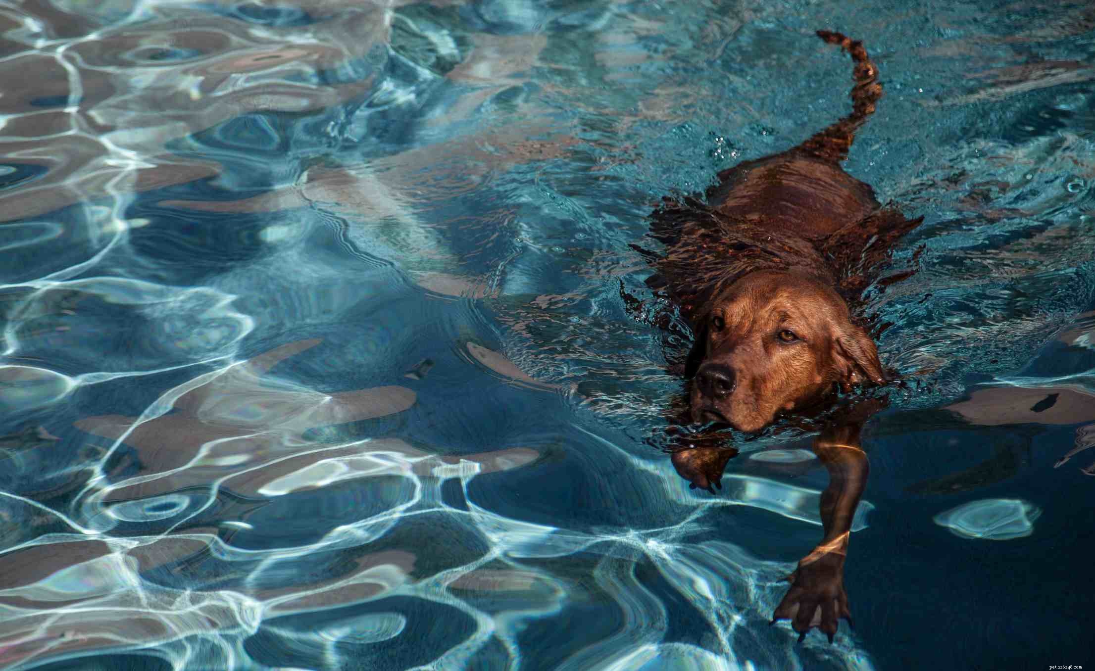 Redbone Coonhound :caractéristiques et soins de la race de chien