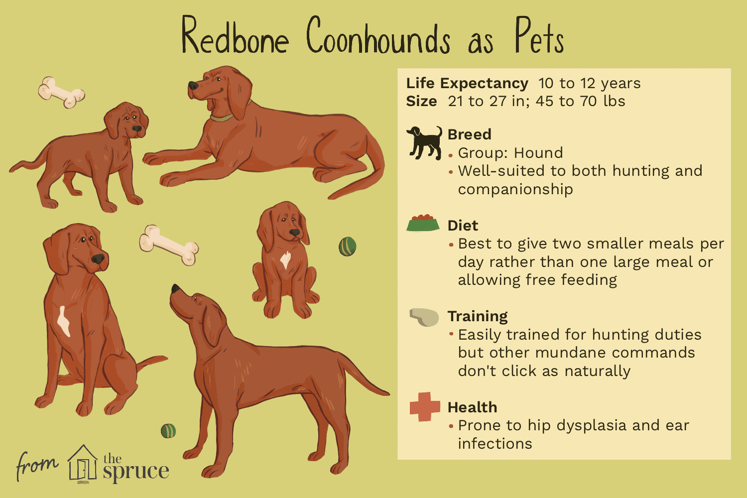 Redbone Coonhound:características e cuidados da raça do cão