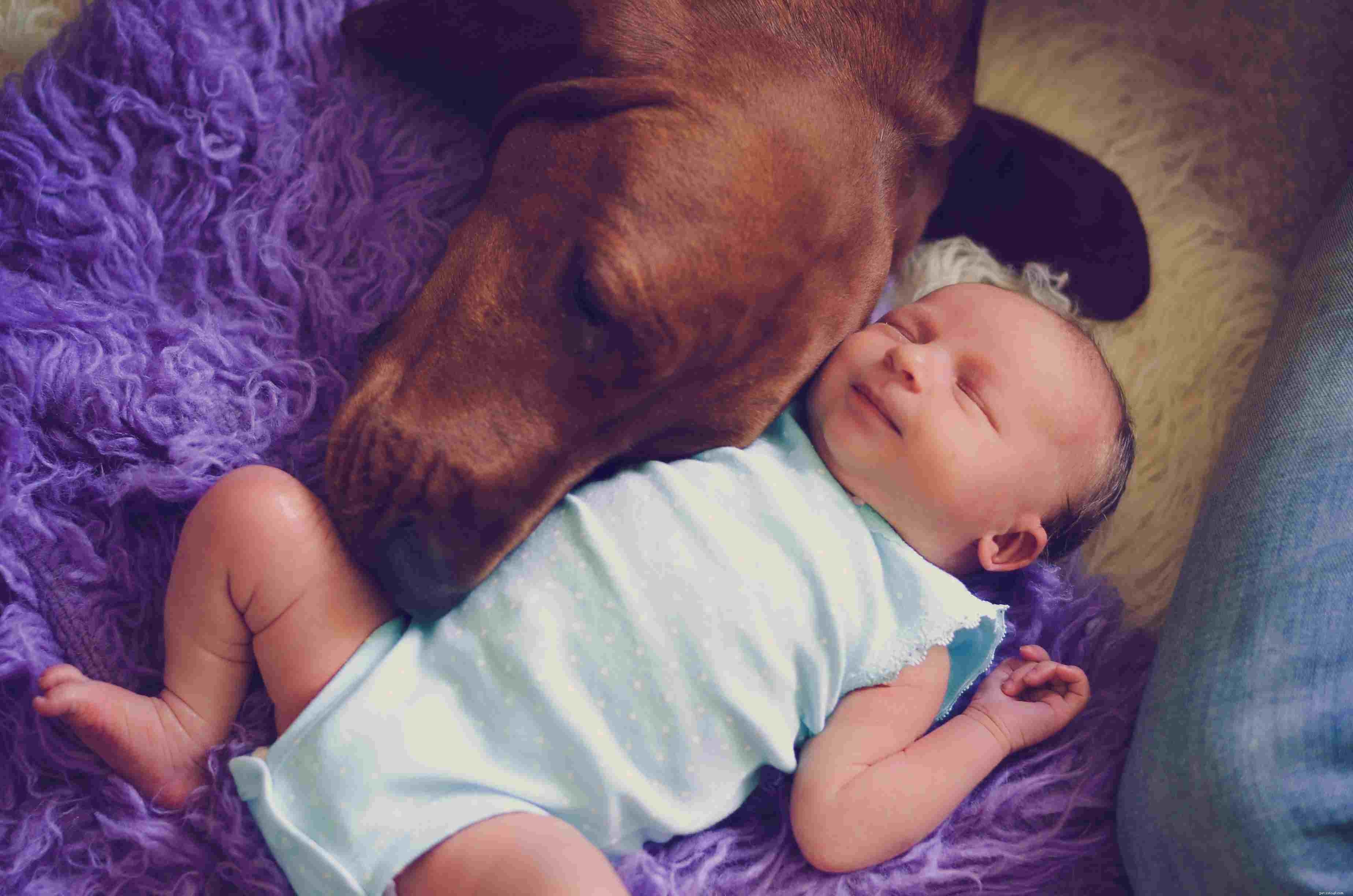 Redbone Coonhound:caratteristiche e cure della razza canina