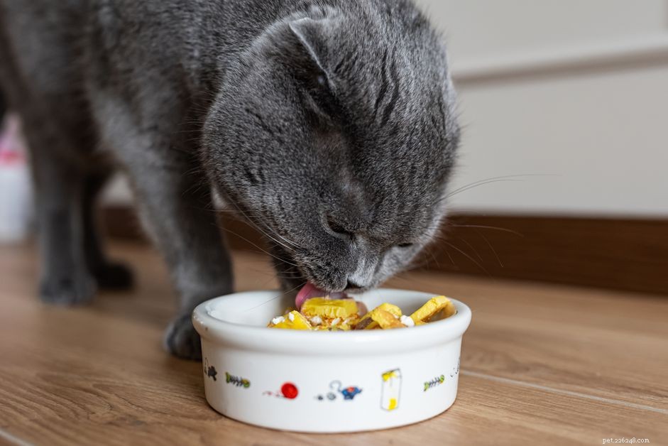 Receitas de comida caseira para o seu gato 