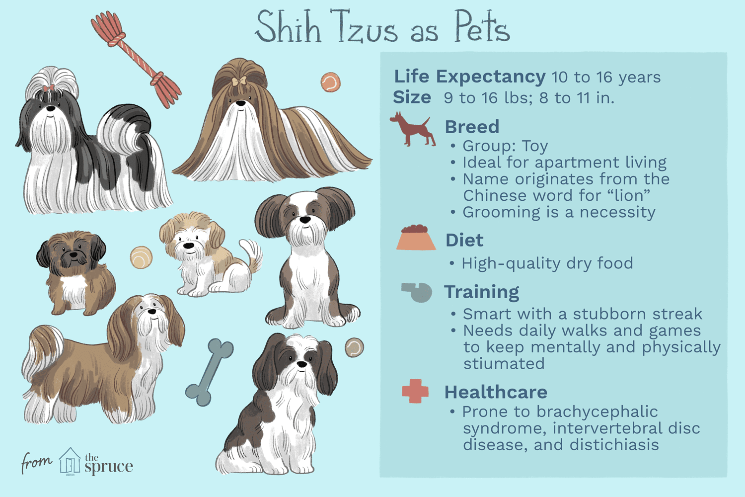 シー・ズー：犬の品種の特徴とケア 