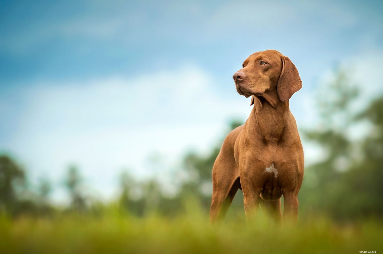 Vizsla :caractéristiques et soins des races de chiens