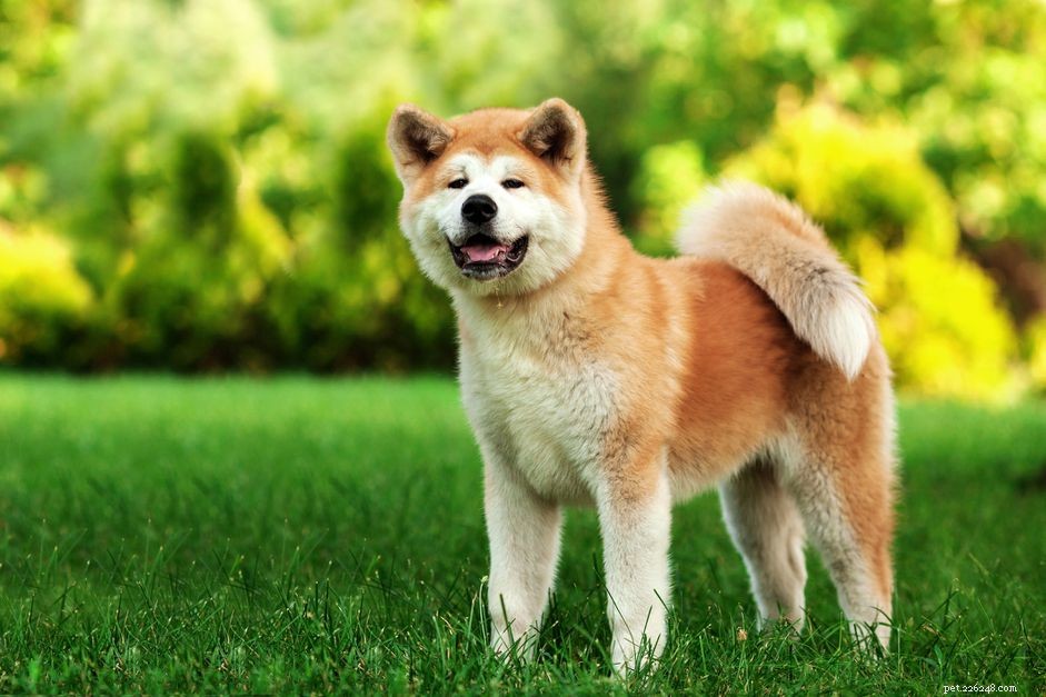 Akita:Hundrasegenskaper och skötsel