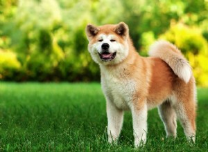 아키타:개 품종 특성 및 관리