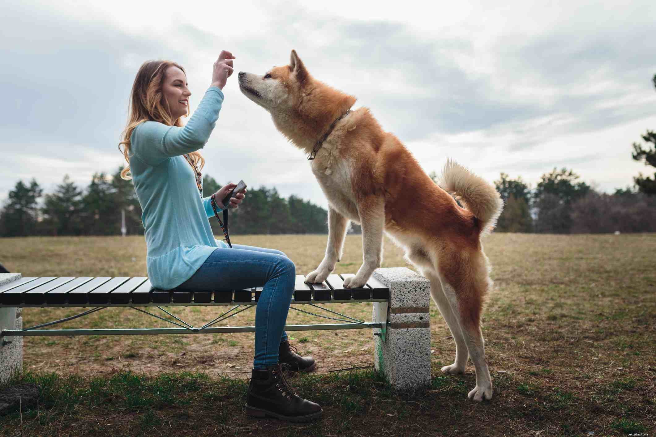 Akita:Charakteristika a péče o psí plemeno