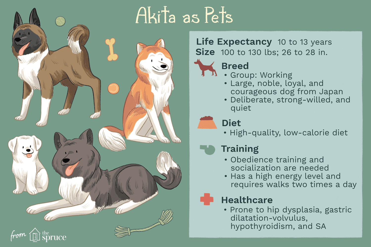 Akita:caratteristiche e cure della razza canina