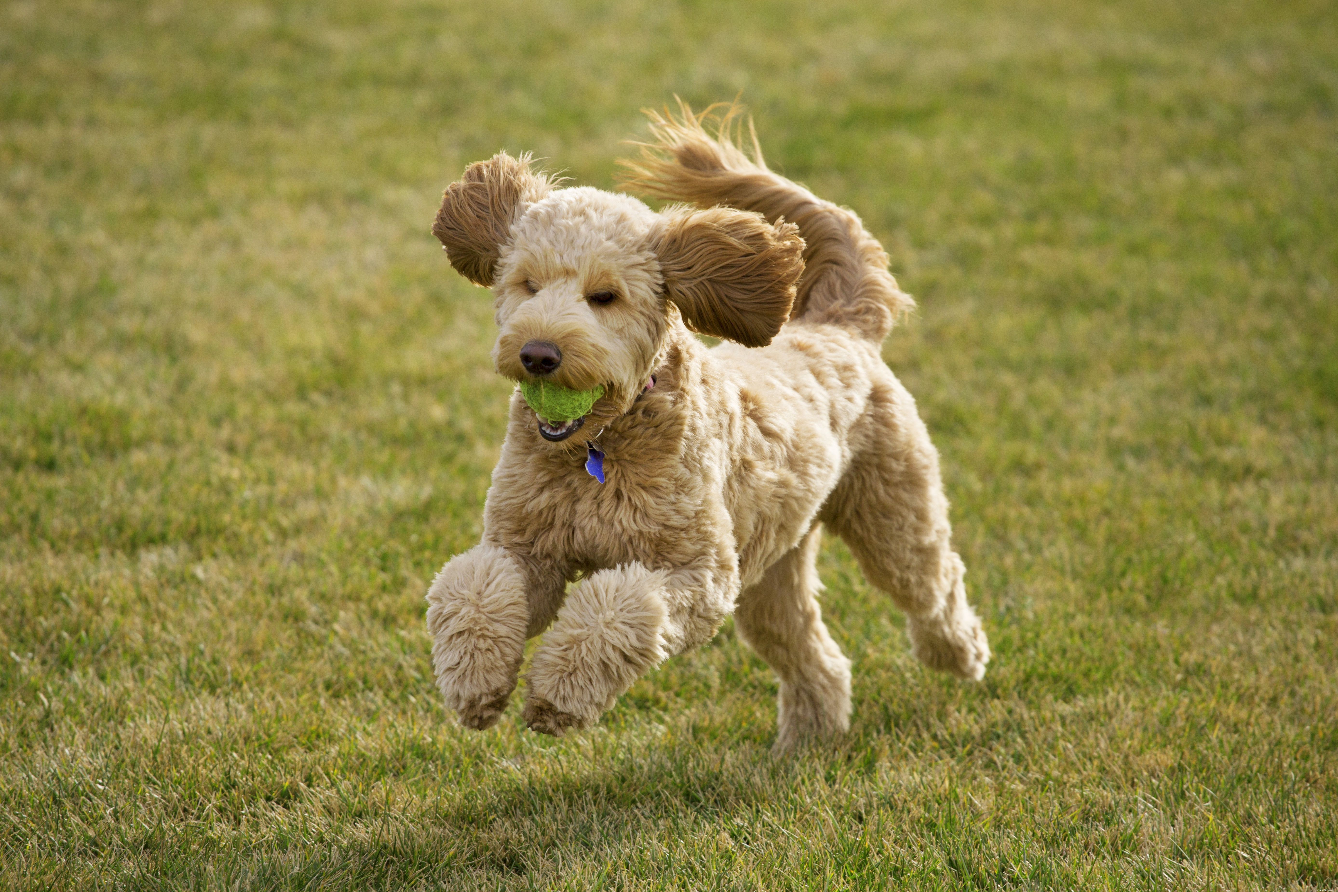 Goldendoodle (Groodle) :caractéristiques et soins des races de chiens