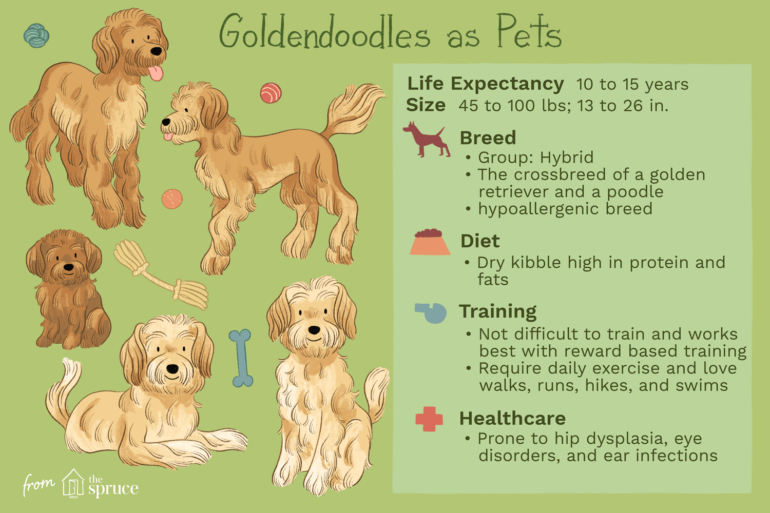 Goldendoodle (Groodle):caratteristiche e cure della razza canina