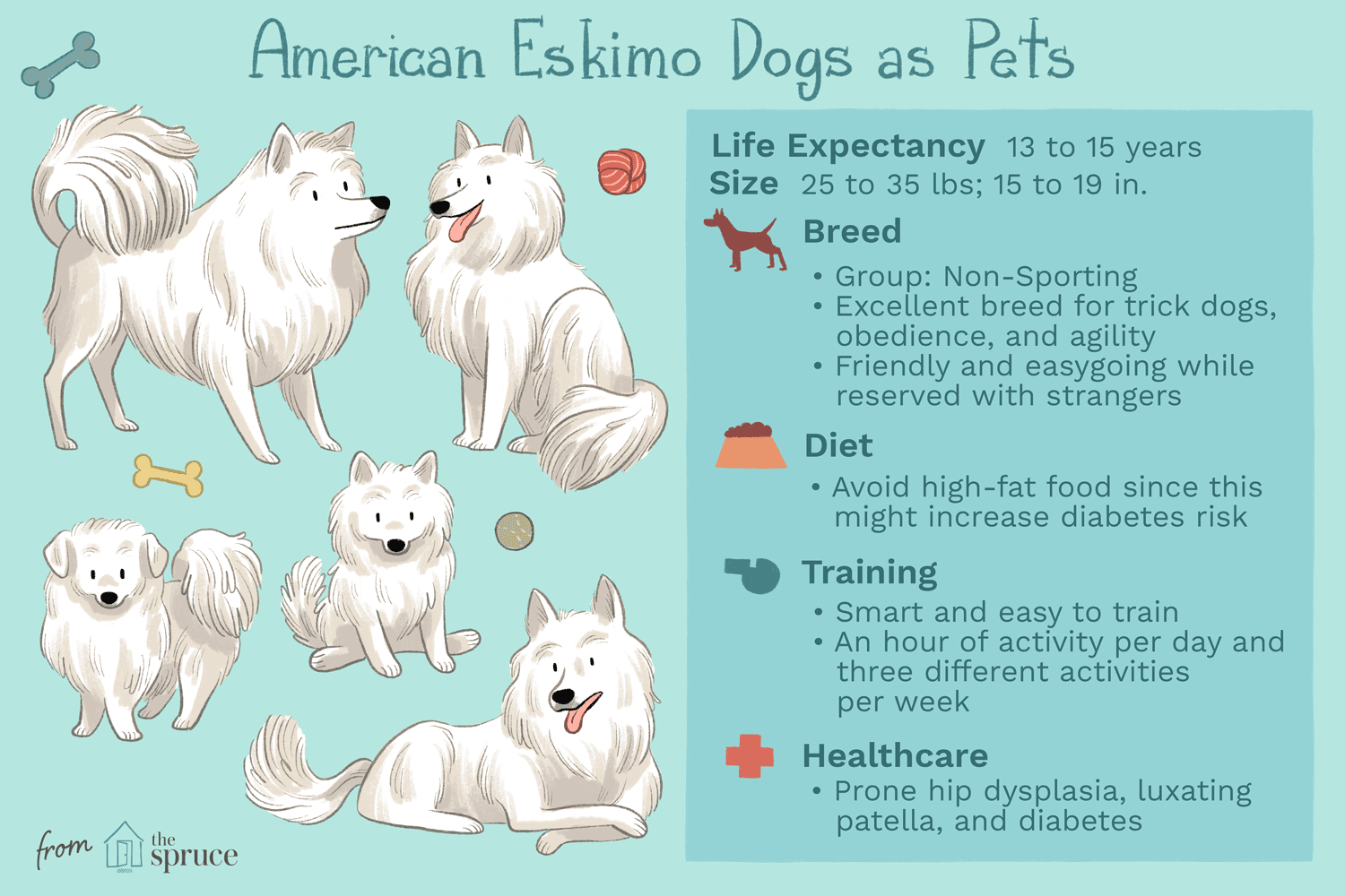 American Eskimo (Eskie) :caractéristiques et soins de la race de chien