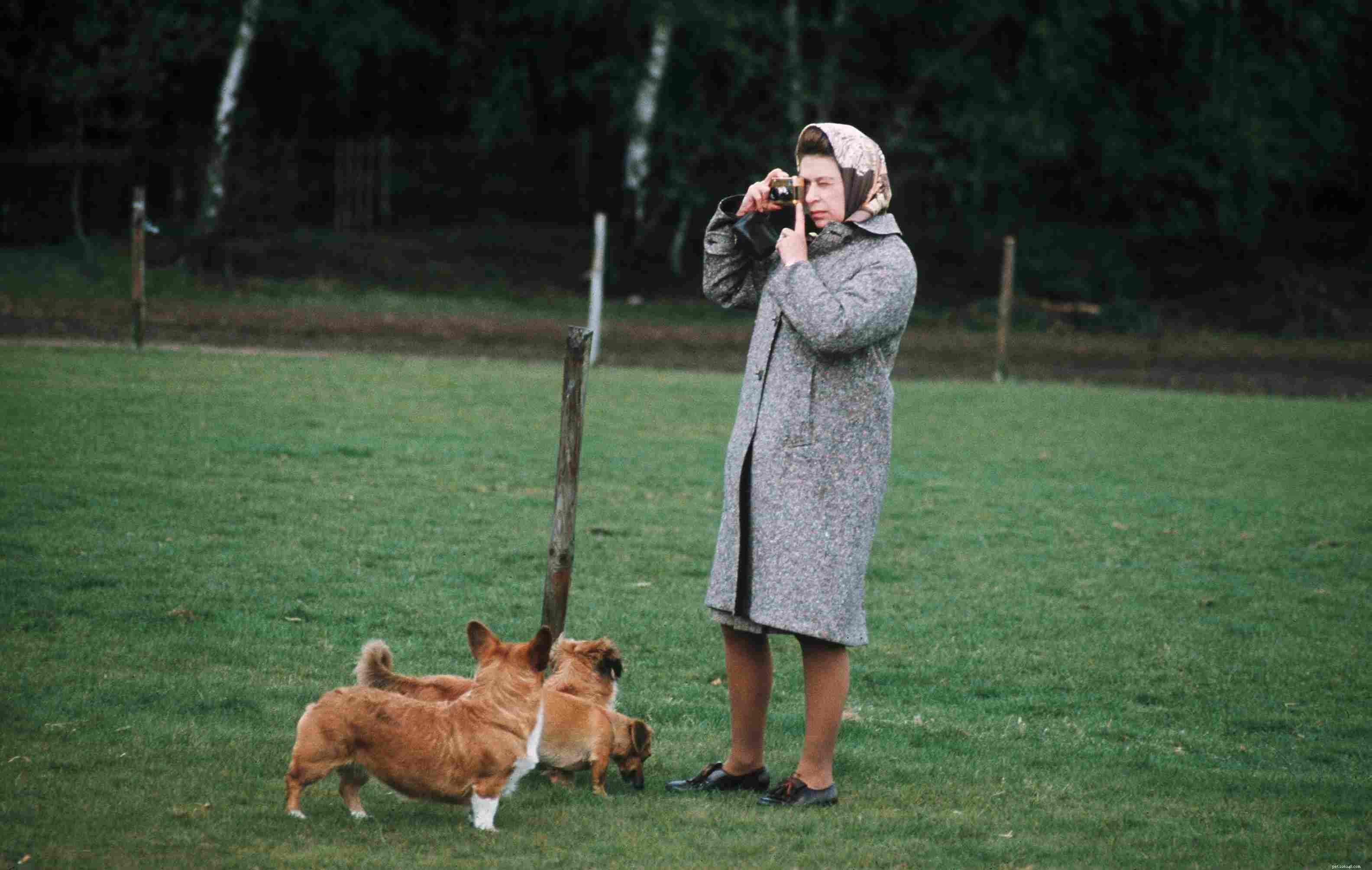 Pembroke Welsh Corgi:caratteristiche e cura della razza canina