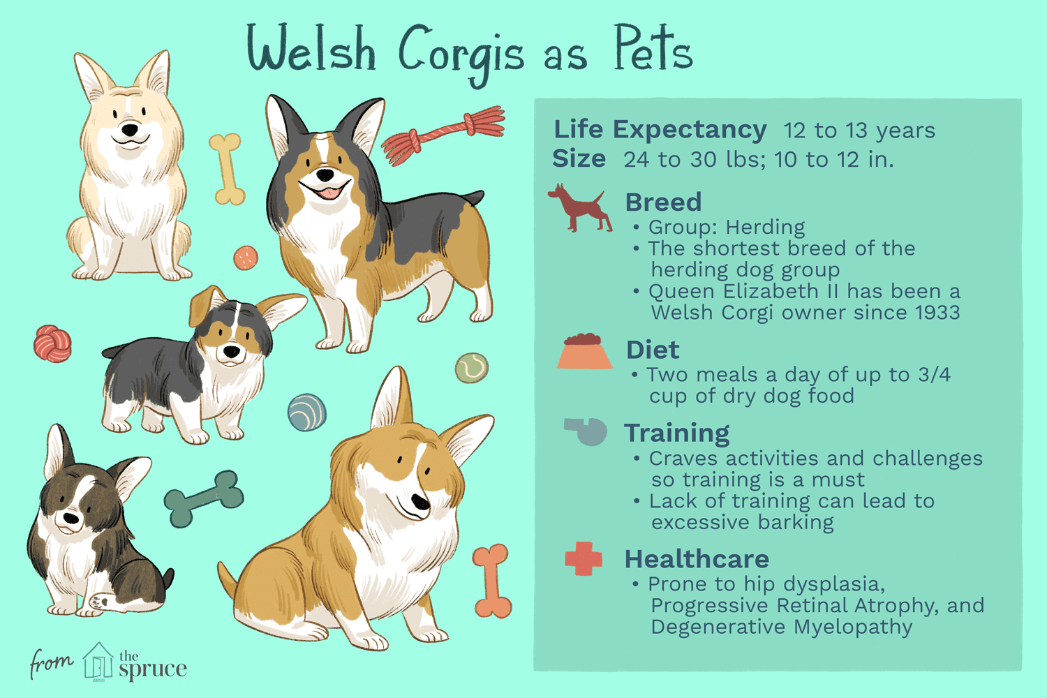 Pembroke Welsh Corgi:características e cuidados da raça do cão