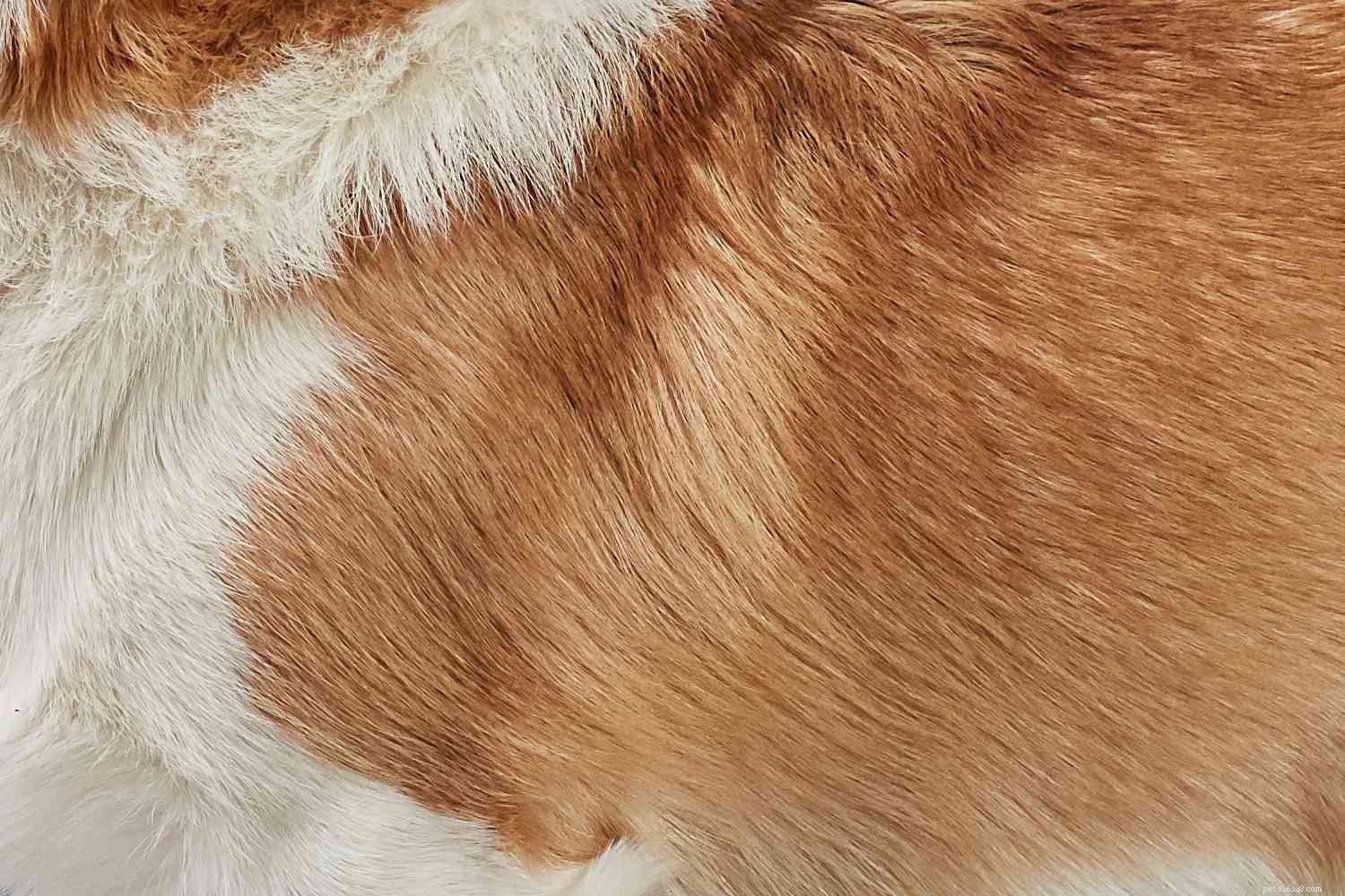 Вельш-корги пемброк:характеристики породы собак и уход за ними