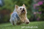 Pembroke Welsh Corgi:kenmerken en verzorging van hondenrassen