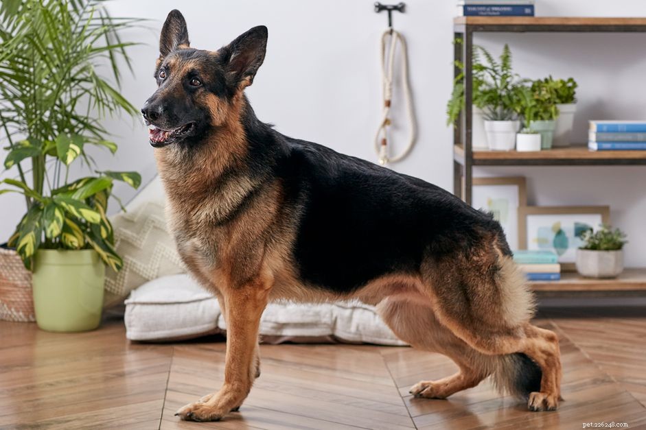 Немецкая овчарка:характеристики породы собак и уход