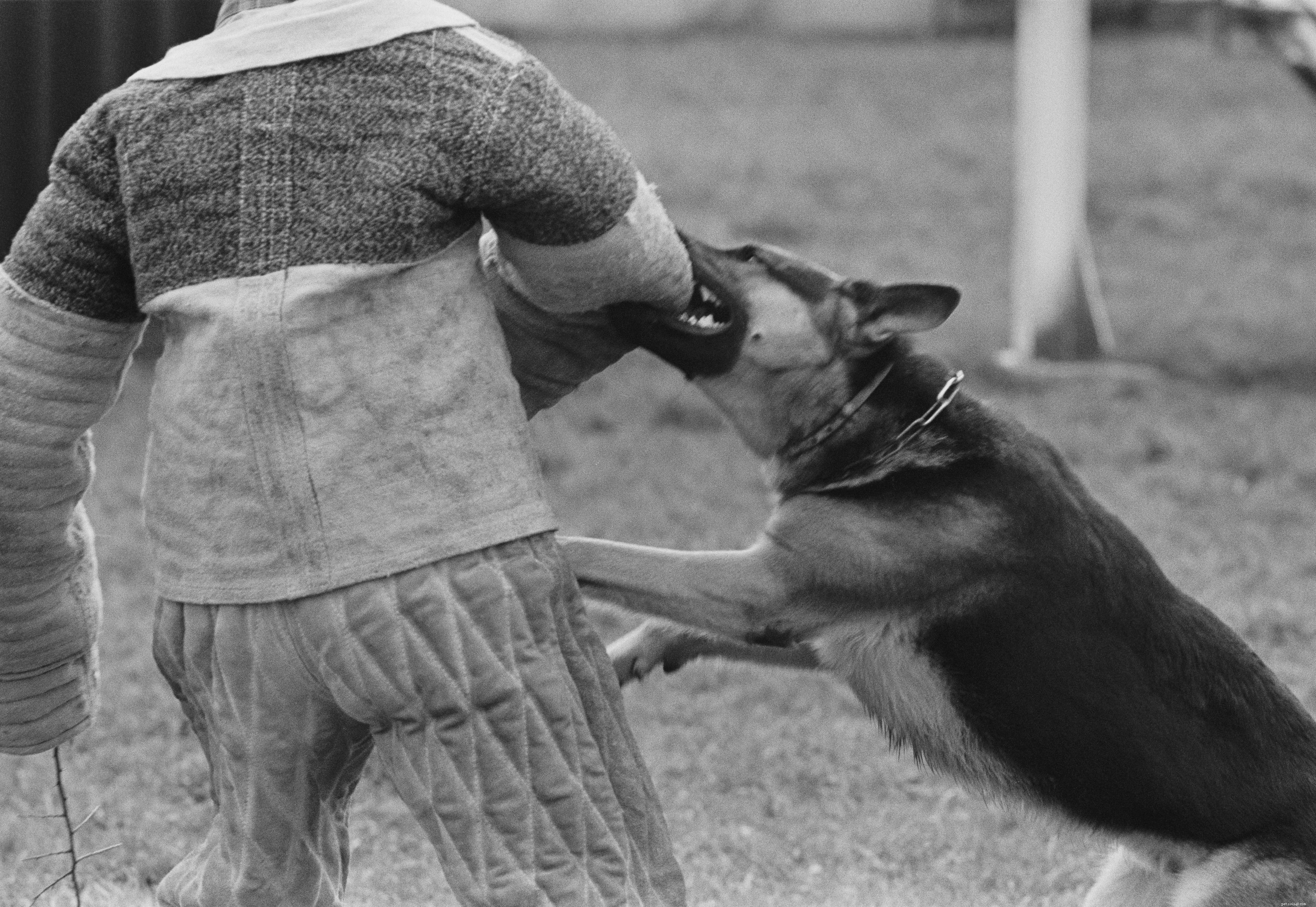 Duitse herder:kenmerken en verzorging van hondenrassen