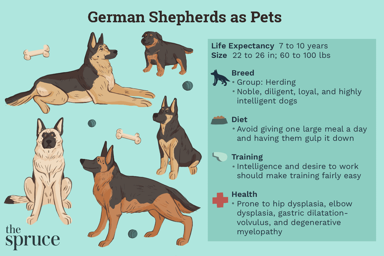 저먼 셰퍼드:개 품종 특성 및 관리