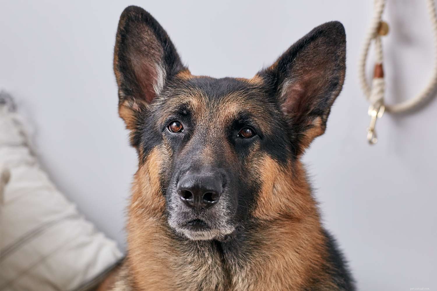 Pastore tedesco:caratteristiche e cure della razza canina