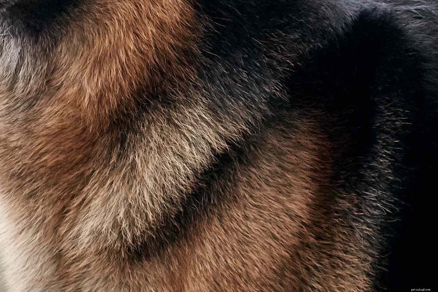 ジャーマンシェパード：犬の品種の特徴とケア 