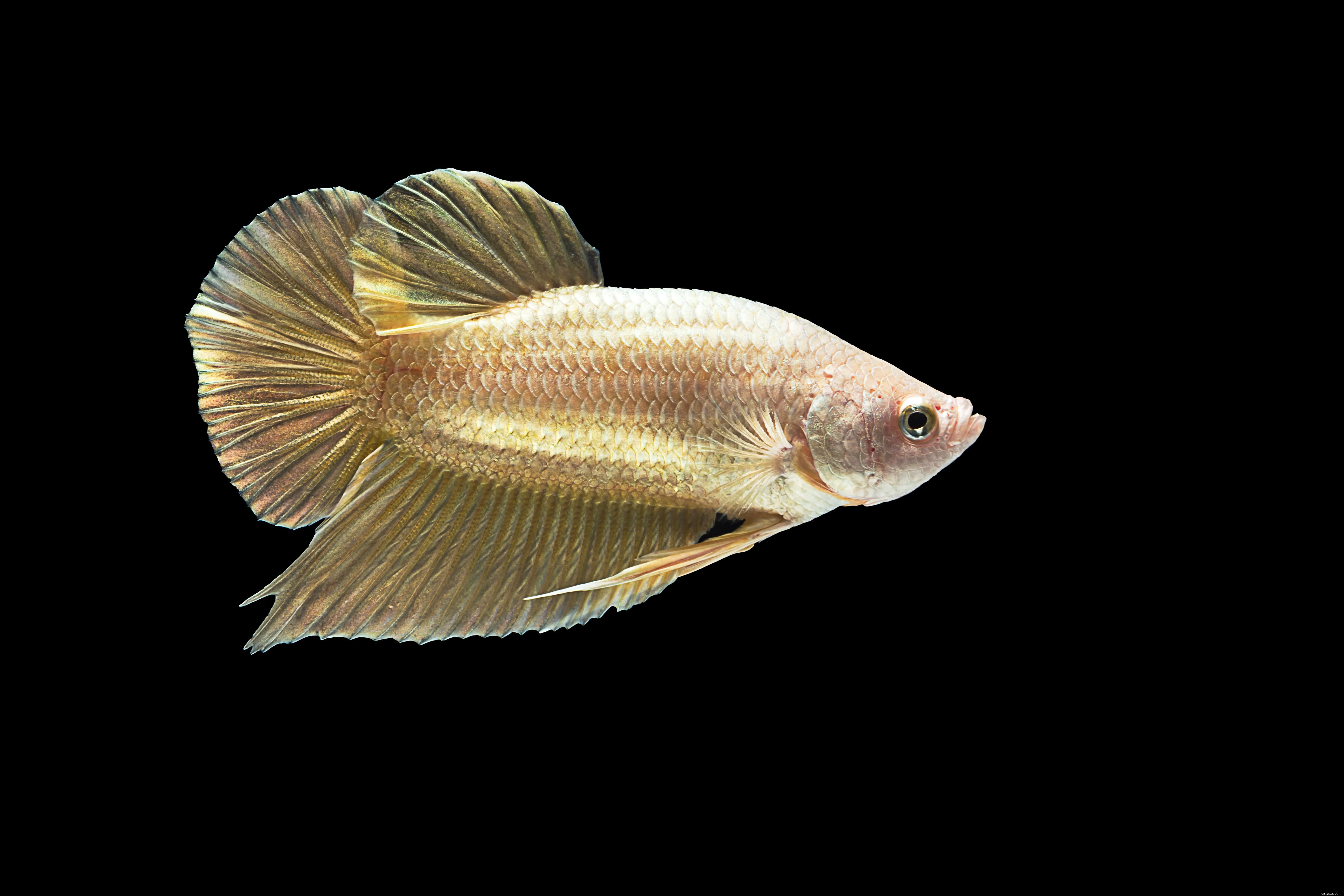 Barevné variace samice Betta Fish