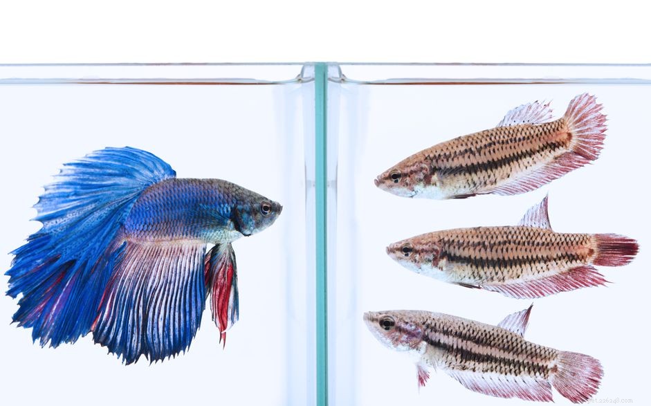 Kvinnliga Betta Fish Färgvariationer
