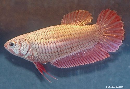 Variazioni di colore dei pesci Betta femmina